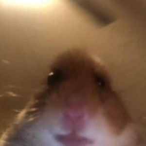 Meet your Posher, Guadalupe